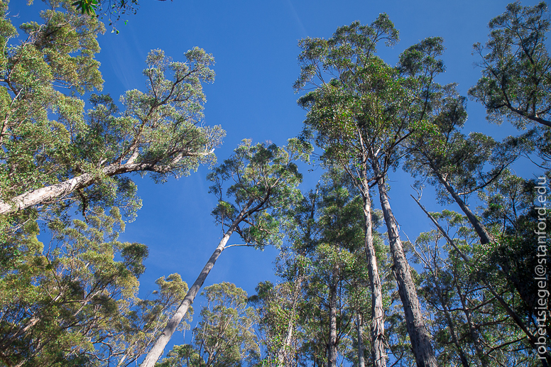 eucalyp